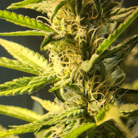 Goji OG growlog timeline photo