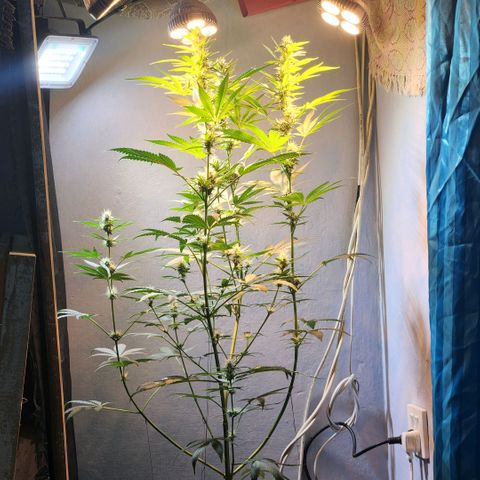 Goji OG growlog timeline photo
