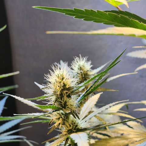 Goji OG growlog timeline photo