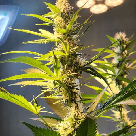 Goji OG growlog timeline photo