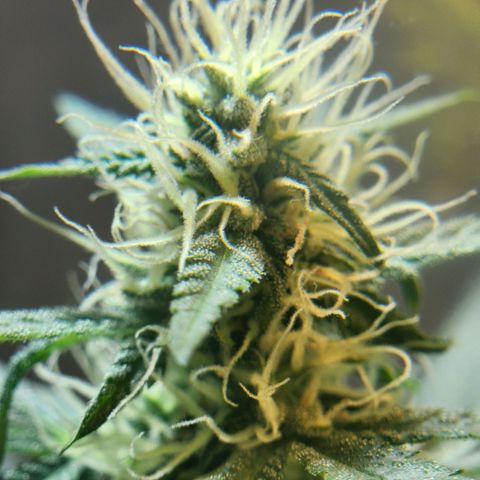 Goji OG growlog timeline photo