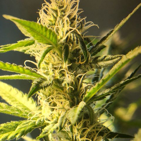 Goji OG growlog timeline photo