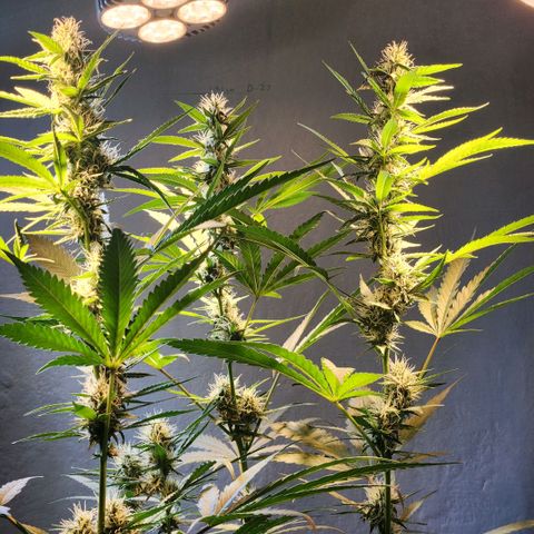 Goji OG growlog timeline photo