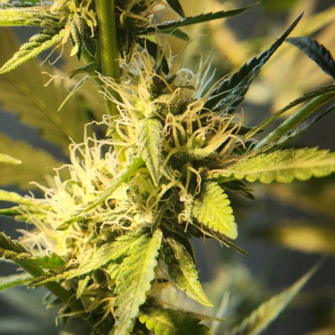 Goji OG growlog timeline photo