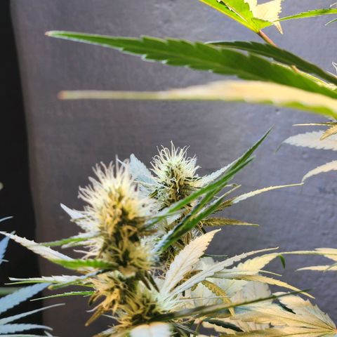 Goji OG growlog timeline photo