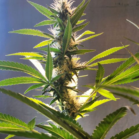 Goji OG growlog timeline photo
