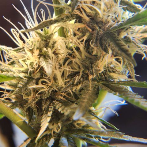 Goji OG growlog timeline photo