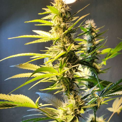 Goji OG growlog timeline photo
