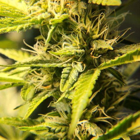 Goji OG growlog timeline photo