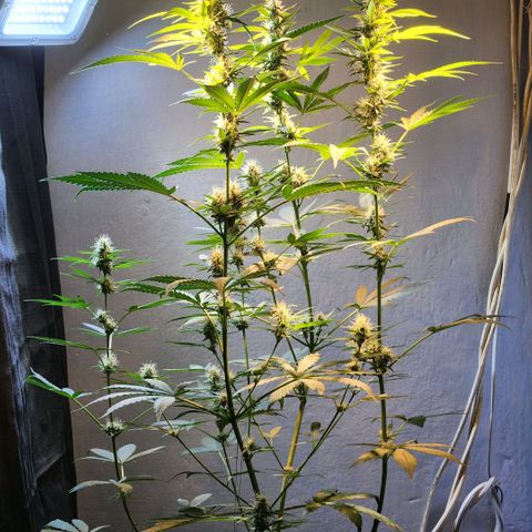 Goji OG growlog timeline photo