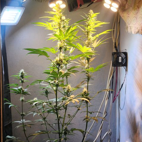 Goji OG growlog timeline photo