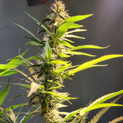Goji OG growlog timeline photo