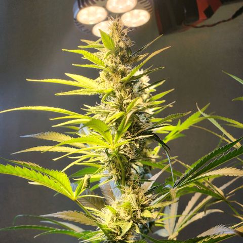 Goji OG growlog timeline photo
