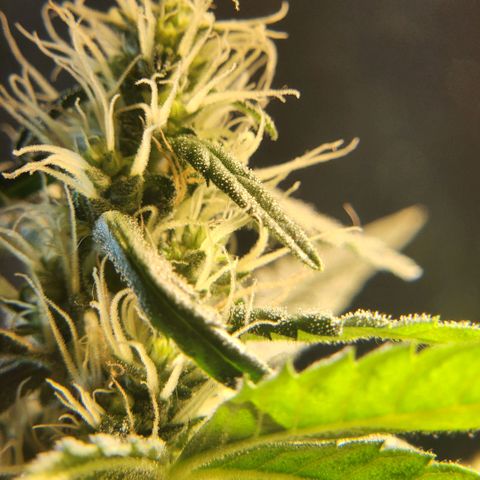 Goji OG growlog timeline photo