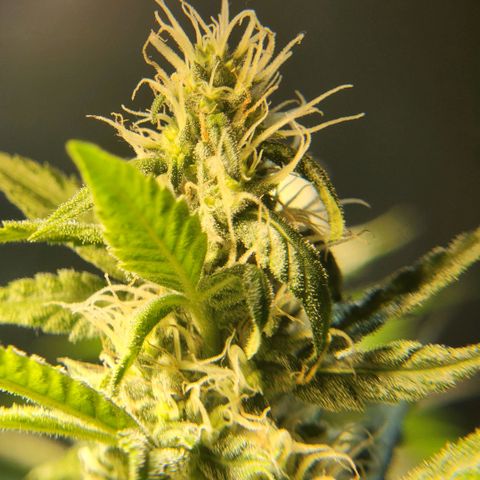 Goji OG growlog timeline photo
