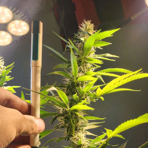 Goji OG growlog timeline photo