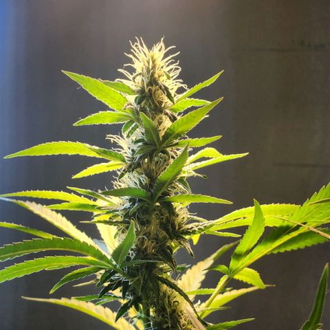 Goji OG growlog timeline photo