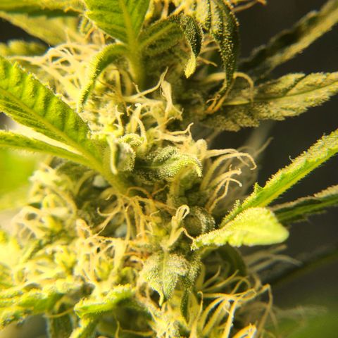 Goji OG growlog timeline photo