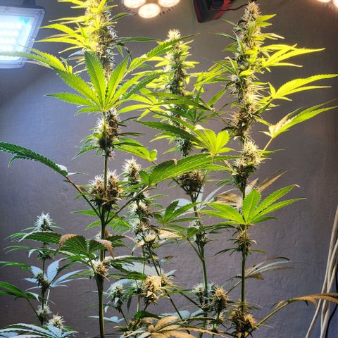 Goji OG growlog timeline photo