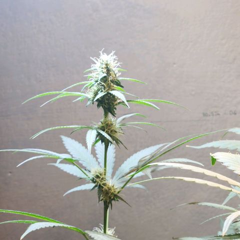 Goji OG growlog timeline photo