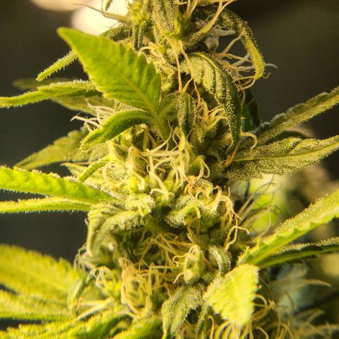 Goji OG growlog timeline photo