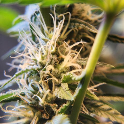 Goji OG growlog timeline photo
