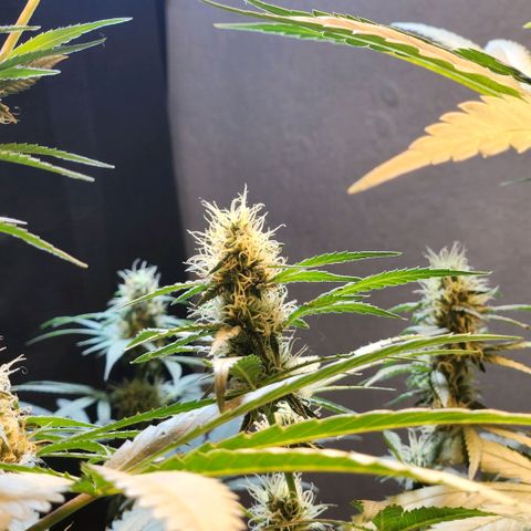 Goji OG growlog timeline photo