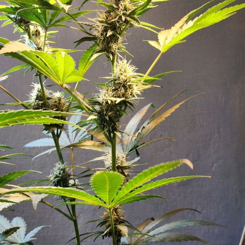 Goji OG growlog timeline photo