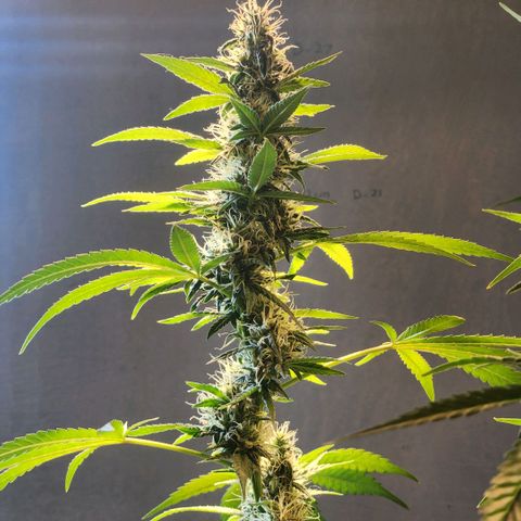 Goji OG growlog timeline photo