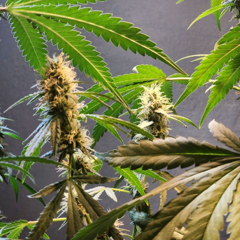 Goji OG growlog timeline photo