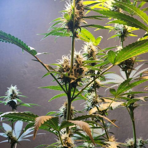 Goji OG growlog timeline photo