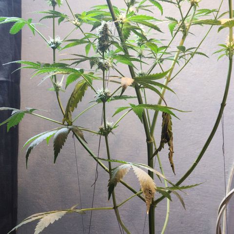 Goji OG growlog timeline photo