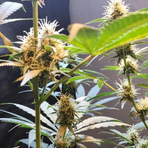 Goji OG growlog timeline photo
