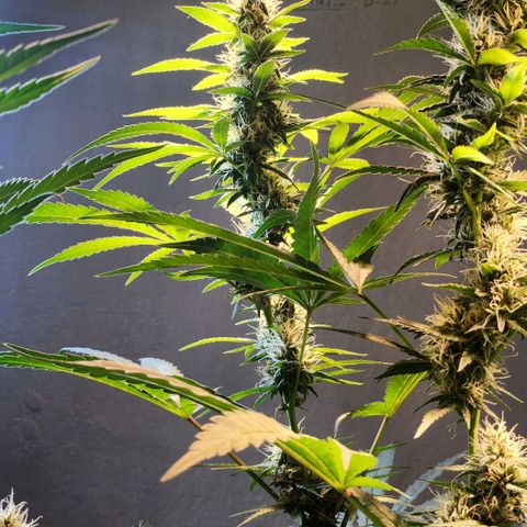 Goji OG growlog timeline photo