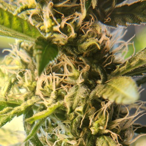 Goji OG growlog photo: Right at the start of Light cycle on Day 42.