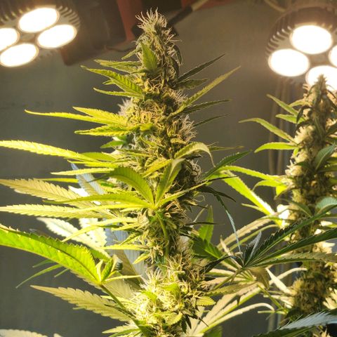 Goji OG growlog photo: Right at the start of Light cycle on Day 42.