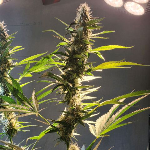 Goji OG growlog photo: Right at the start of Light cycle on Day 42.