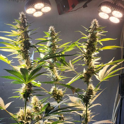 Goji OG growlog photo: Right at the start of Light cycle on Day 42.