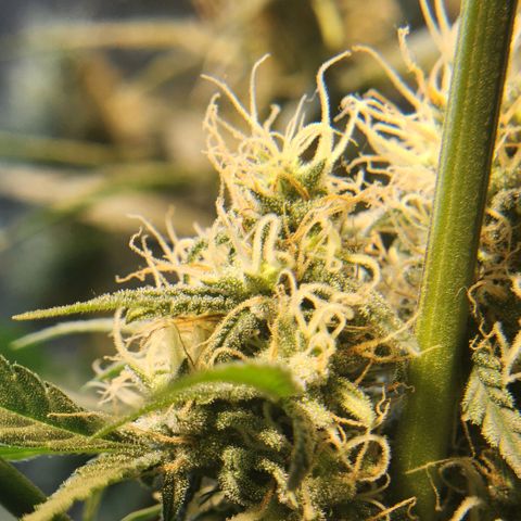 Goji OG growlog photo: Right at the start of Light cycle on Day 42.