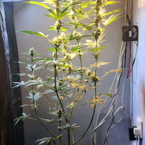 Goji OG growlog photo: Right at the start of Light cycle on Day 42.