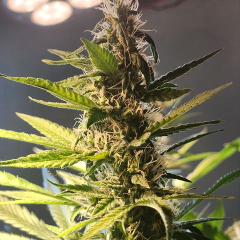 Goji OG growlog photo: Right at the start of Light cycle on Day 42.