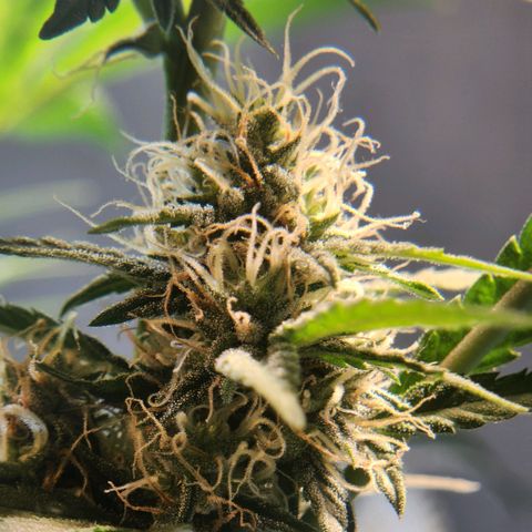 Goji OG growlog photo: Right at the start of Light cycle on Day 42.