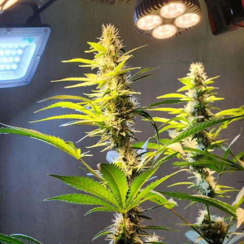 Goji OG growlog timeline photo