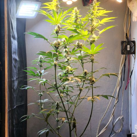 Goji OG growlog timeline photo