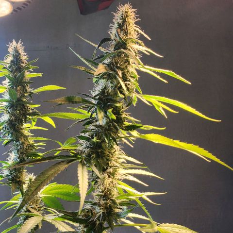 Goji OG growlog timeline photo