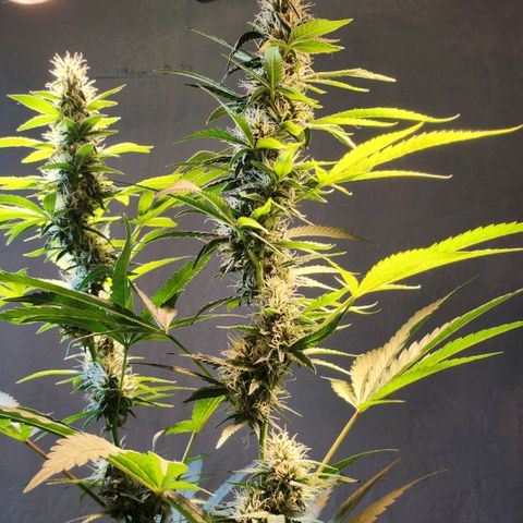 Goji OG growlog timeline photo