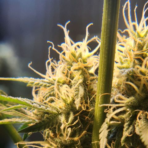 Goji OG growlog photo: Right at the start of Light cycle on Day 42.