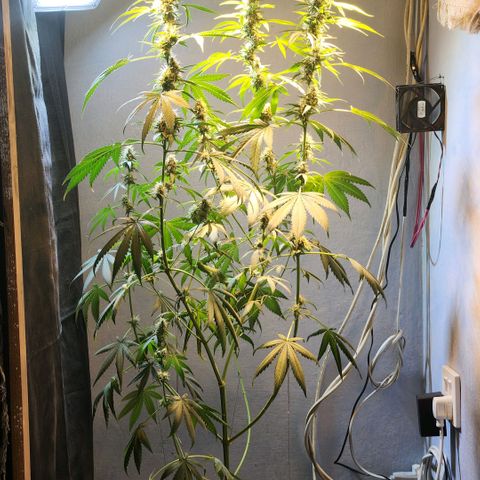Goji OG growlog timeline photo