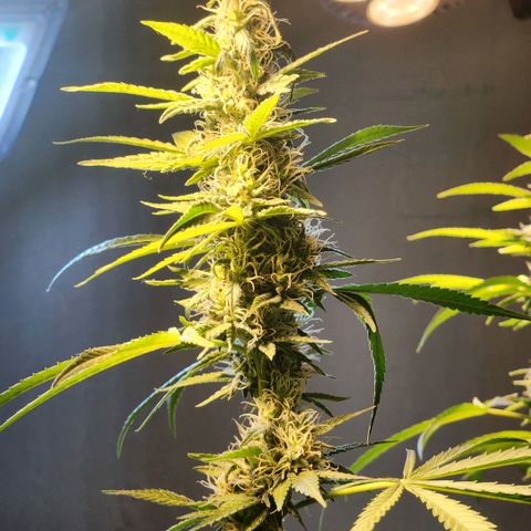 Goji OG growlog timeline photo