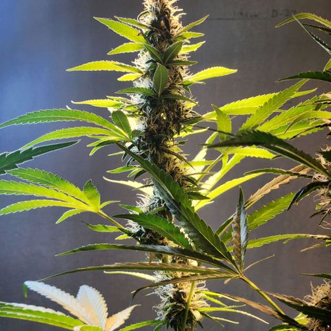 Goji OG growlog photo: Goji is now shifting towards the ripening phase. This is where she turns the pretty buds into finished ones. 